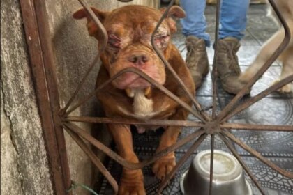 Alerj lidera operação que resgata 50 animais em condições desumanas em canil clandestino no Rio