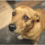 Alerj aprova Código de Direito dos Animais mais moderno do país