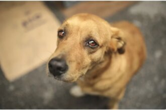 Alerj aprova Código de Direito dos Animais mais moderno do país