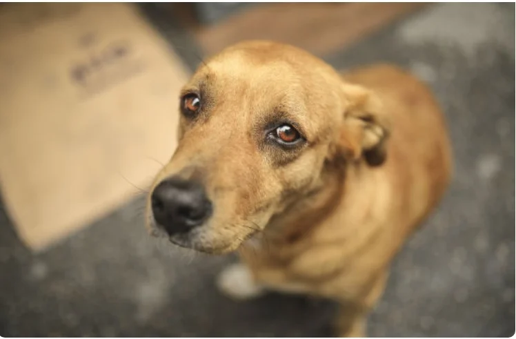 Alerj aprova Código de Direito dos Animais mais moderno do país