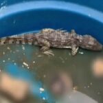 Ícone de sino para notificações