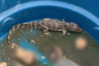 Ícone de sino para notificações