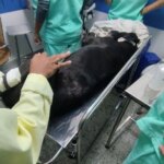 Facções impõem terror: até cachorros são jurados de morte nas comunidades