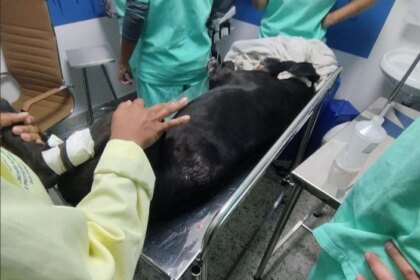 Facções impõem terror: até cachorros são jurados de morte nas comunidades