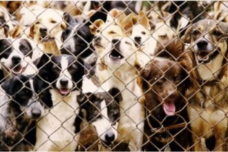 Cães e gatos lotam abrigos no Rio: abandono explode nas férias e punição vira cesta básica!
