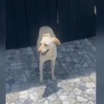 Até quando? Branquinha, cadela comunitária de praia da Região dos Lagos é morta com facada