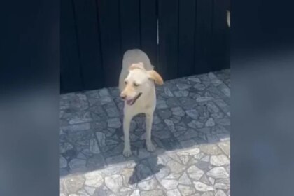 Até quando? Branquinha, cadela comunitária de praia da Região dos Lagos é morta com facada