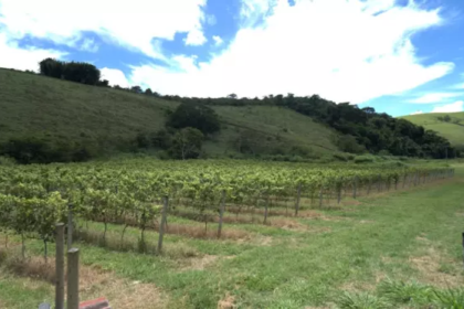 A Vinícola Aurora: rota do vinho fluminense rende valor agregado ao agronegócio
