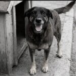 CÃO ORELHA: CASO ARQUIVADO - Justiça descarta agressão e conclui que cão era doente