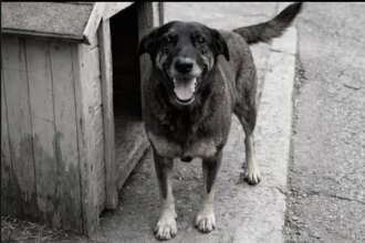 CÃO ORELHA: CASO ARQUIVADO - Justiça descarta agressão e conclui que cão era doente
