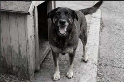 CÃO ORELHA: CASO ARQUIVADO - Justiça descarta agressão e conclui que cão era doente