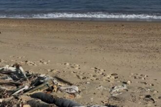 O susto deu lugar ao mistério. O boneco sem cabeça encontrado na Ilha Seca foi confundido com um cadáver pelos ativistas e acabou ganhando o nome de “Zé da Ilha Seca”.