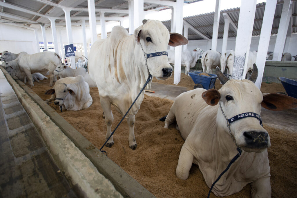 Bovinos da raça Nelore no Parque de Exposições da Fundação Rural de Campos.