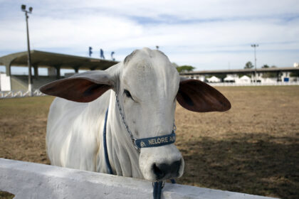 Bovino da raça Nelore no Parque de Exposições, com as letras FRC ao fundo.