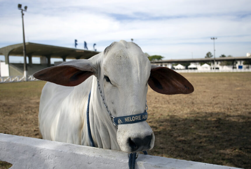 Bovino da raça Nelore no Parque de Exposições, com as letras FRC ao fundo.