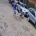Imagem de câmera de segurança mostra pessoas e cães em uma rua de paralelepípedos, ao lado de carros estacionados.